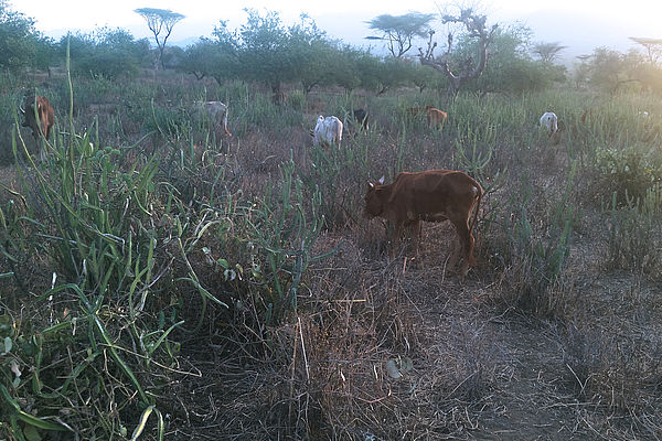 ‎Weide in Maale